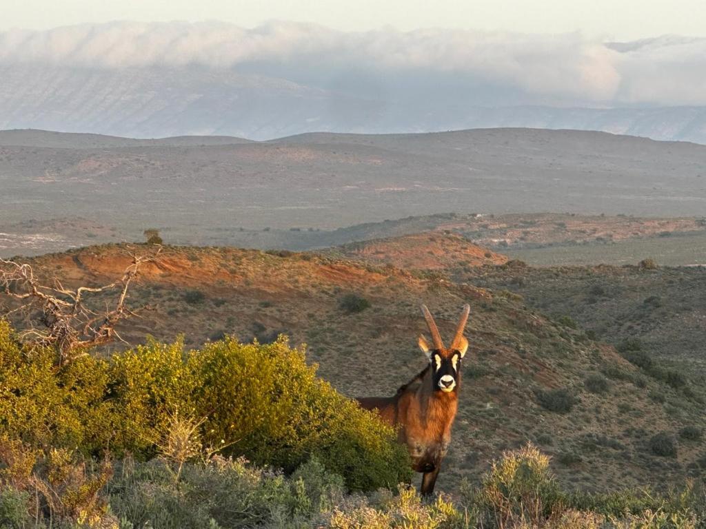 Aardvark Bioreserve Ледисмит Экстерьер фото